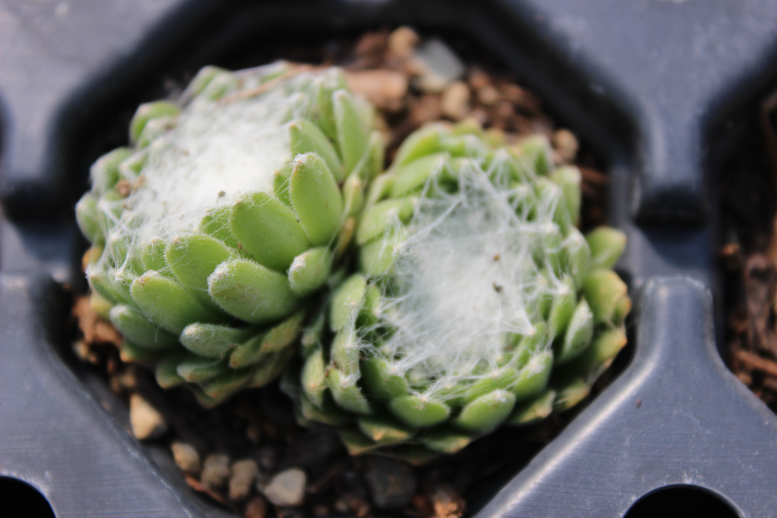 Sempervivum arachnoideum, Spinnweb-Hauswurz