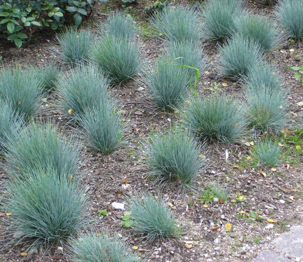Festuca cinerea glauca, Blauschwingel