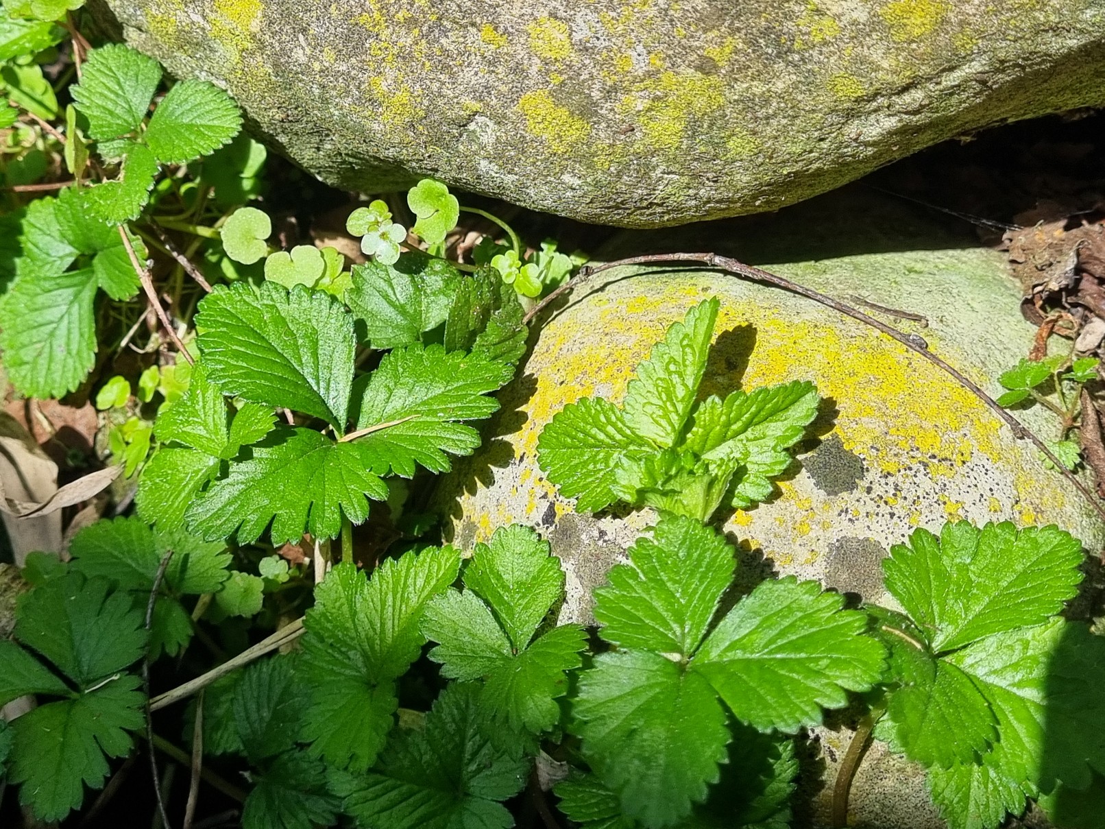 Duchesnea indica, Indische Scheinerdbeere