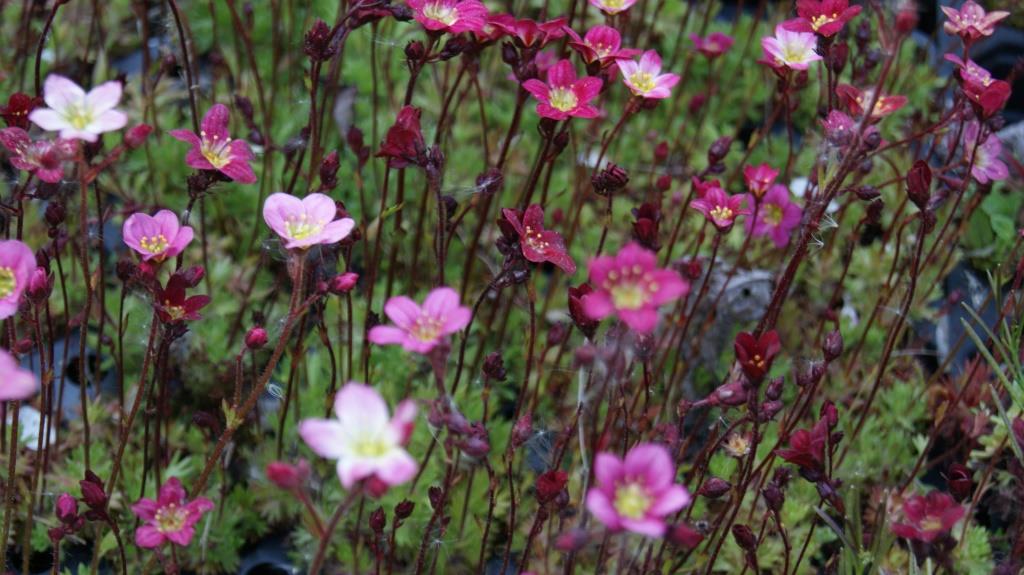 Saxifraga arendsii, Moossteinbrech