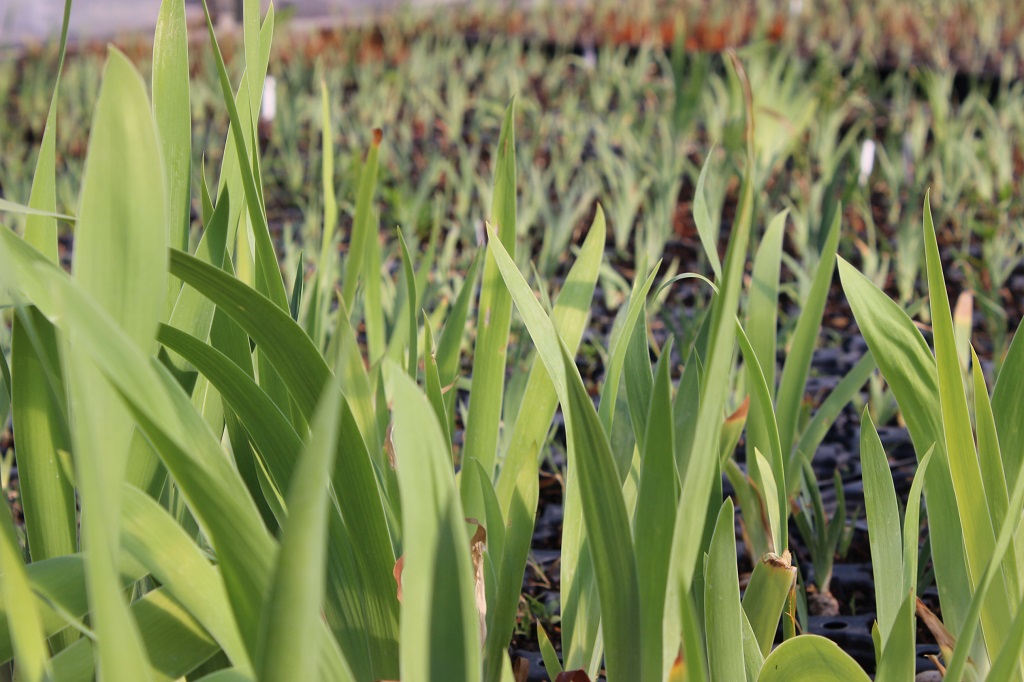Iris pumila, Zwergiris