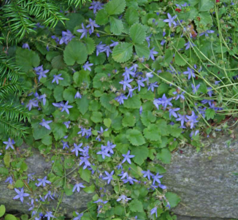 Campanula poscharskyana, Polsterglocke