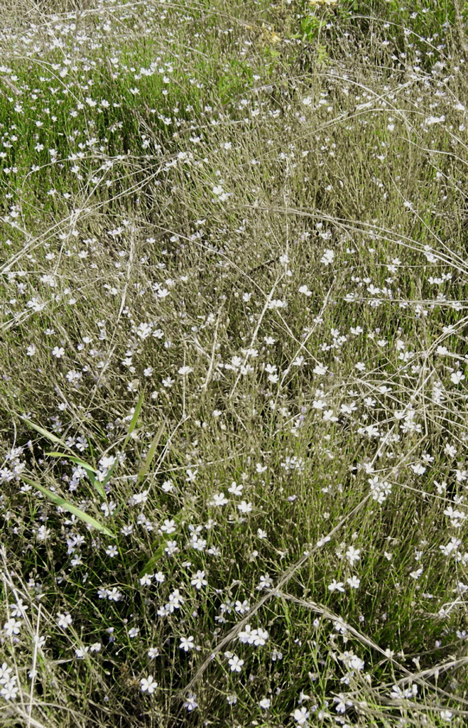 Petrorhagia saxifraga, Felsennelke