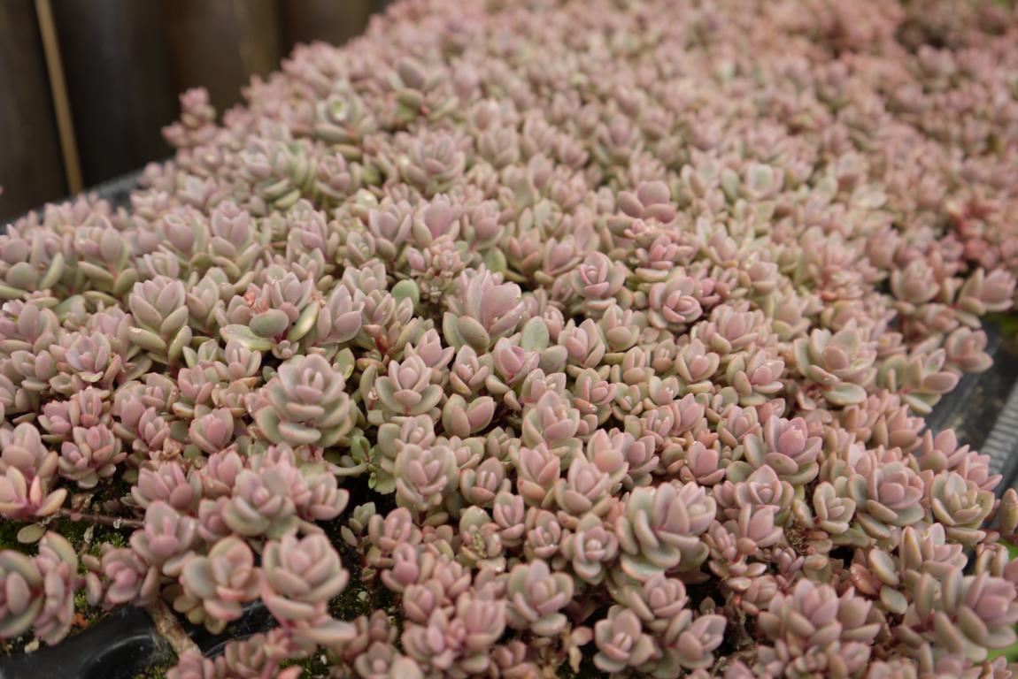 sedum-cyaneum-rosenteppich-sedum-dachgarten24-6 Hylotelephium cyaneum Rosenteppich, Blaugraues Fettblatt