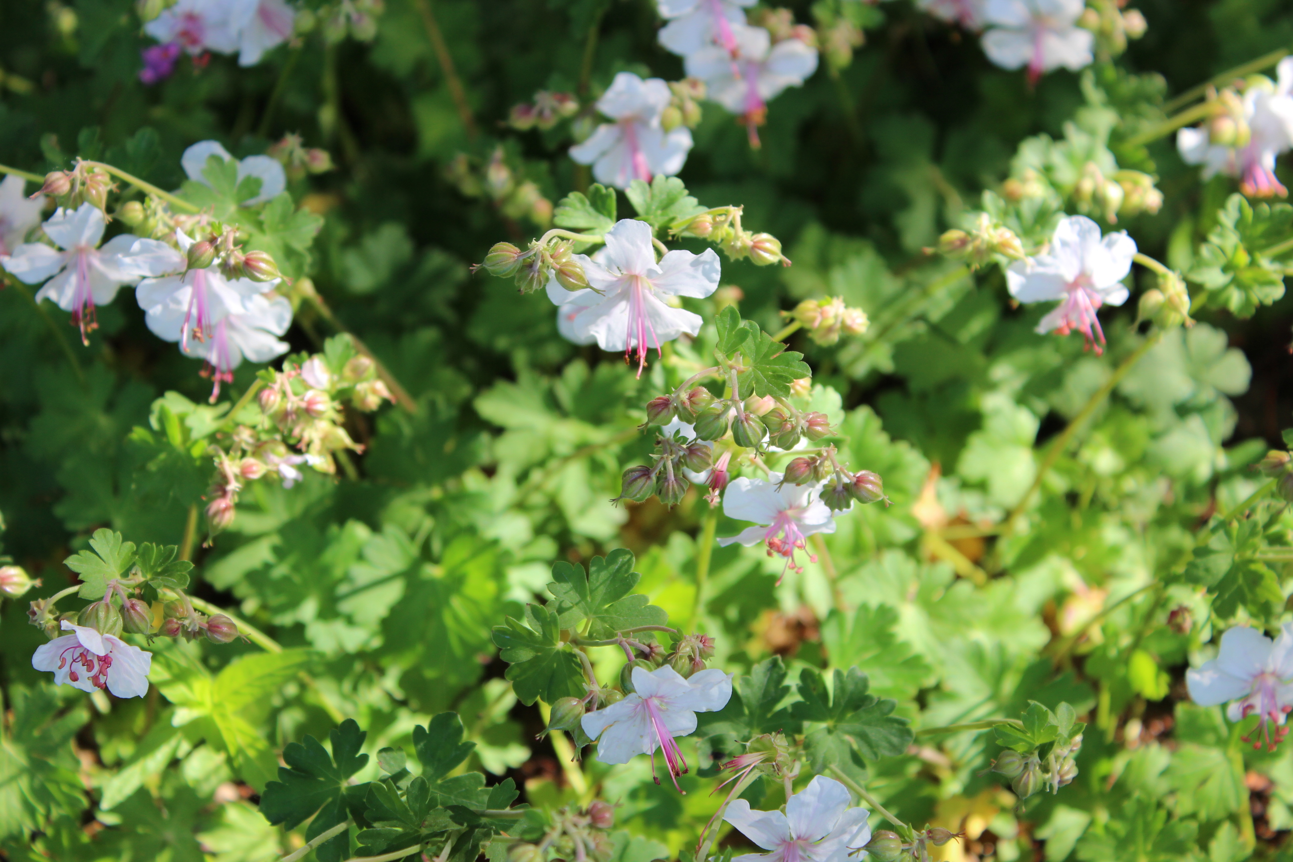 Geranium biokovo - Storchschnabel Biokovo