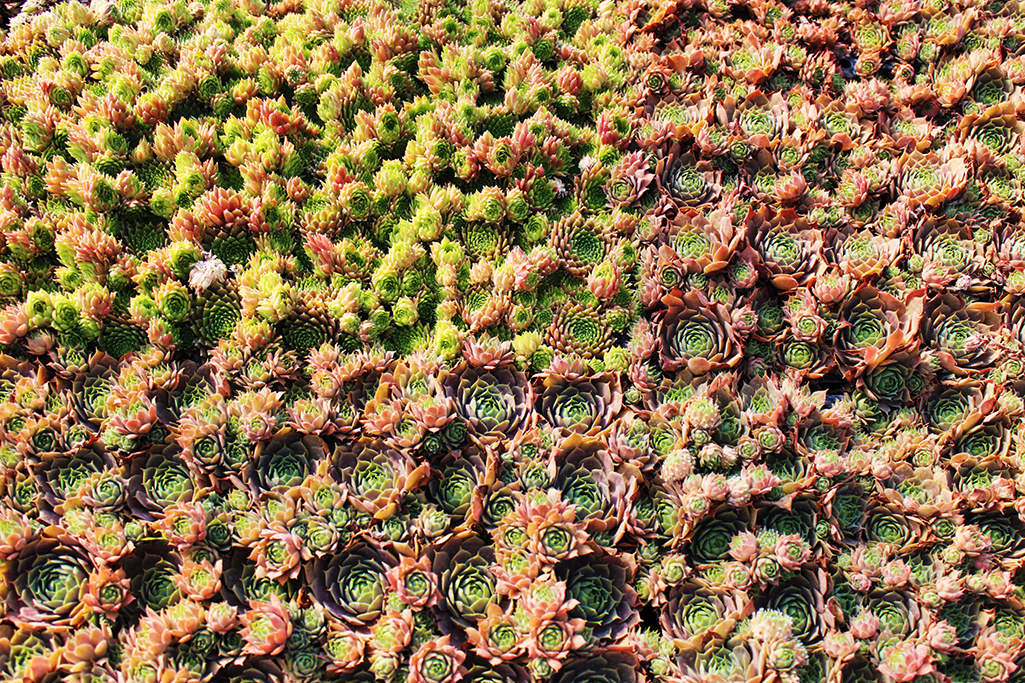 IMG_0039-Semper-vivumhLpuaBGA0TATy Sempervivum in Sorten, Dachwurz