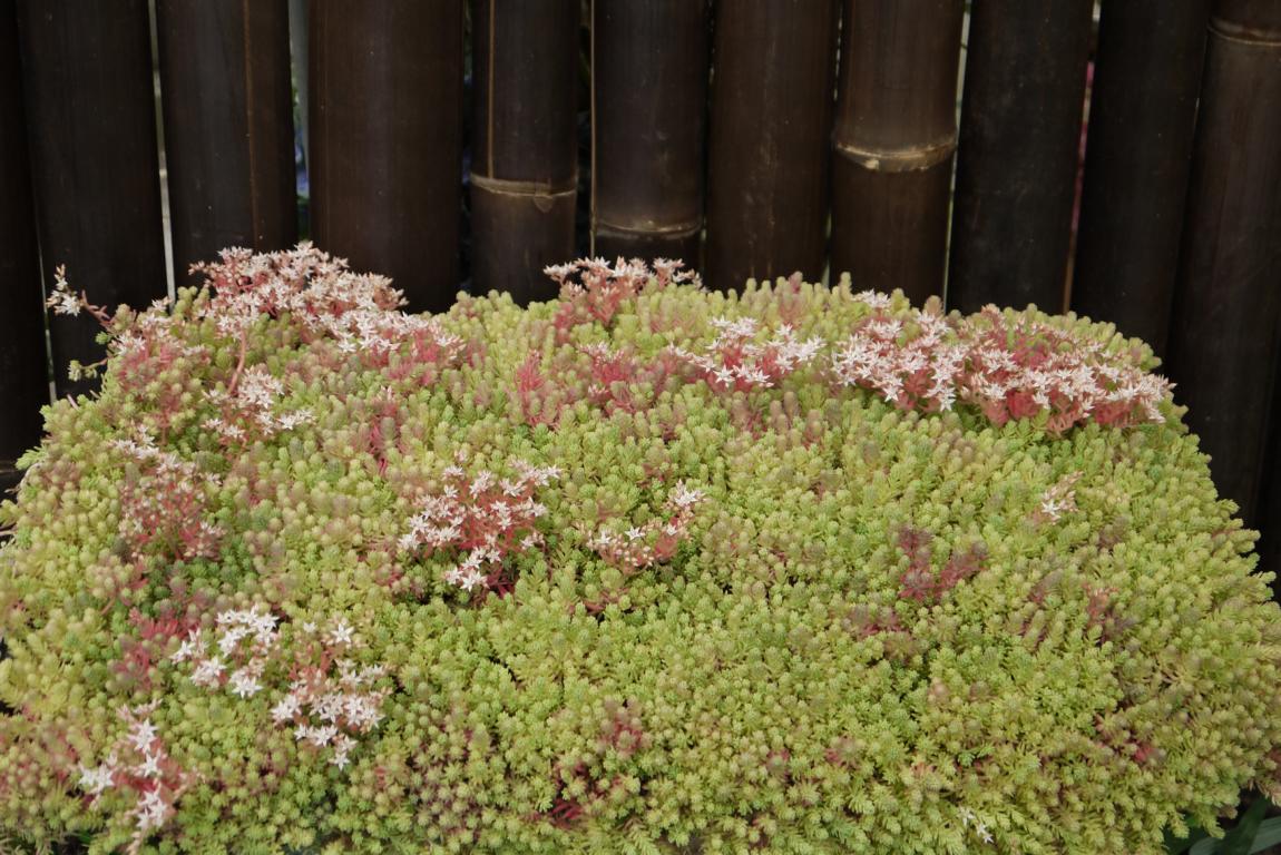 Sedum hispanicum, Spanischer Mauerpfeffer