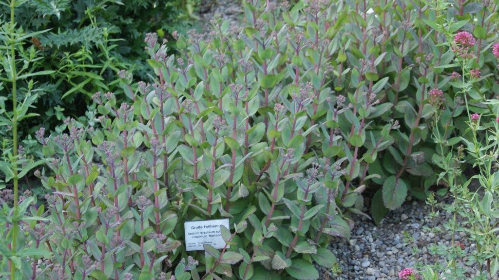 Hylotelephium matrona, Hohe Fetthenne