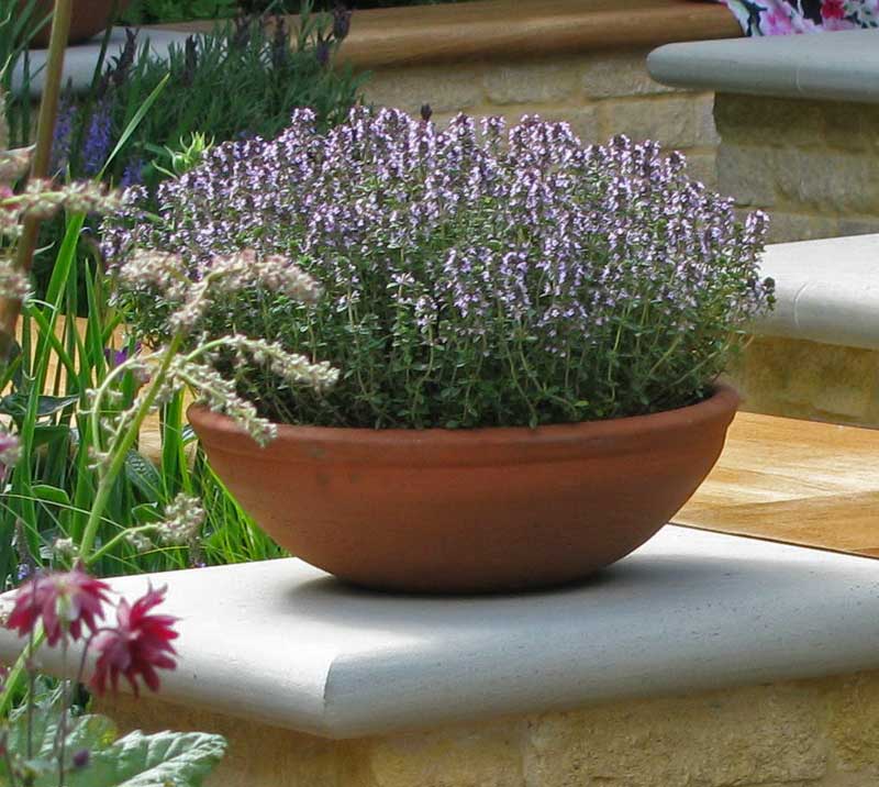 thymus-vulgaris-bambuswald2 Thymus vulgaris, Echter Thymian