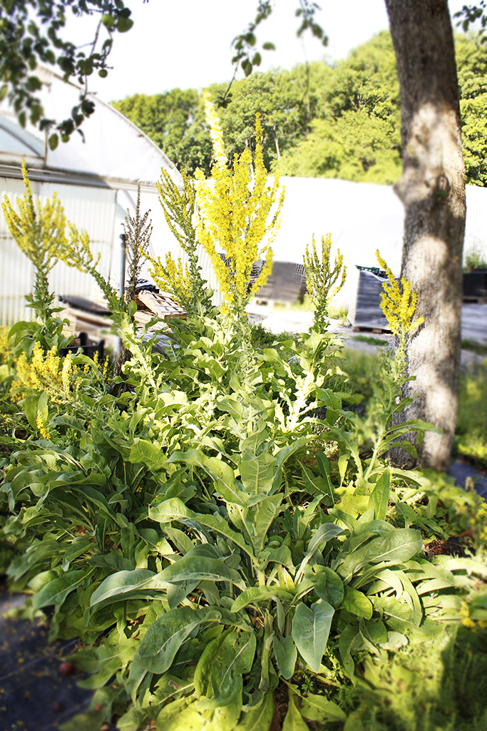 Verbascum nigrum, dunkle Königskerze