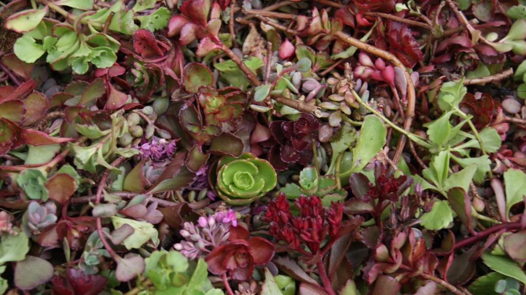 Sedumsprossen Rosa-Mix