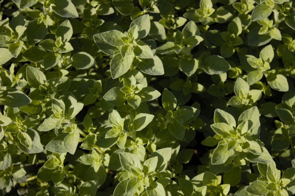 Origanum vulgare, wilder Majoran