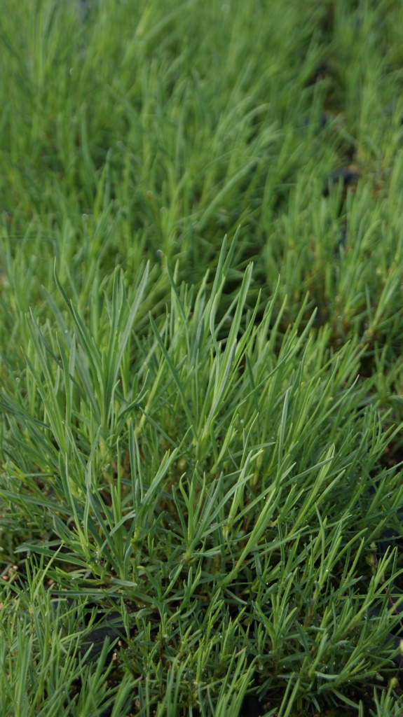 Dianthus arenarius - Sandnelke