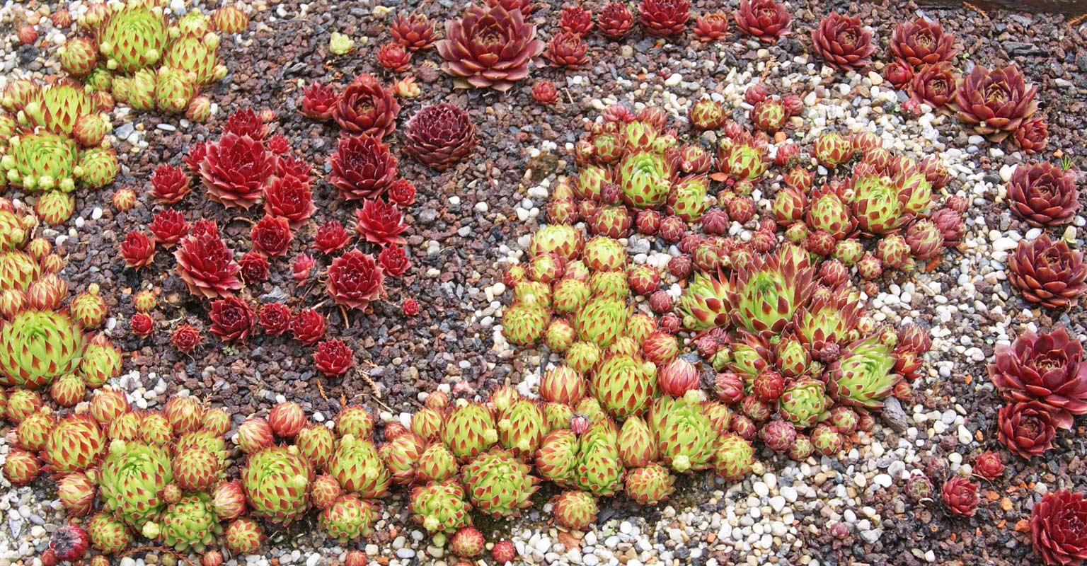 sempervivum-montana-bambuswald2 Sempervivum in Sorten, Dachwurz