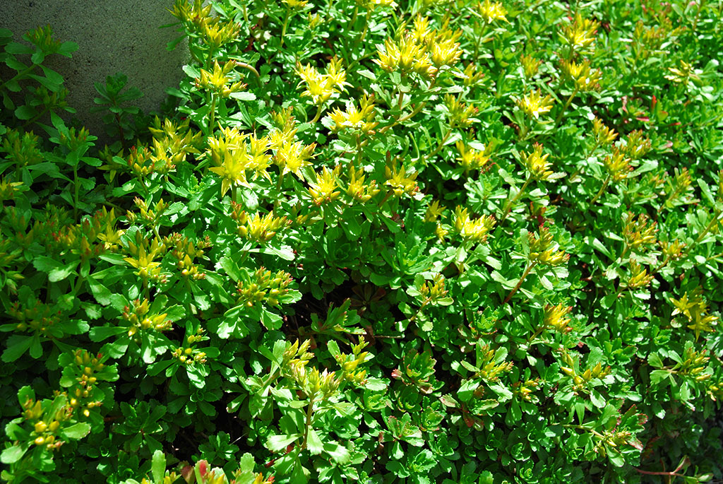Sedum hybridum, Immergrünchen