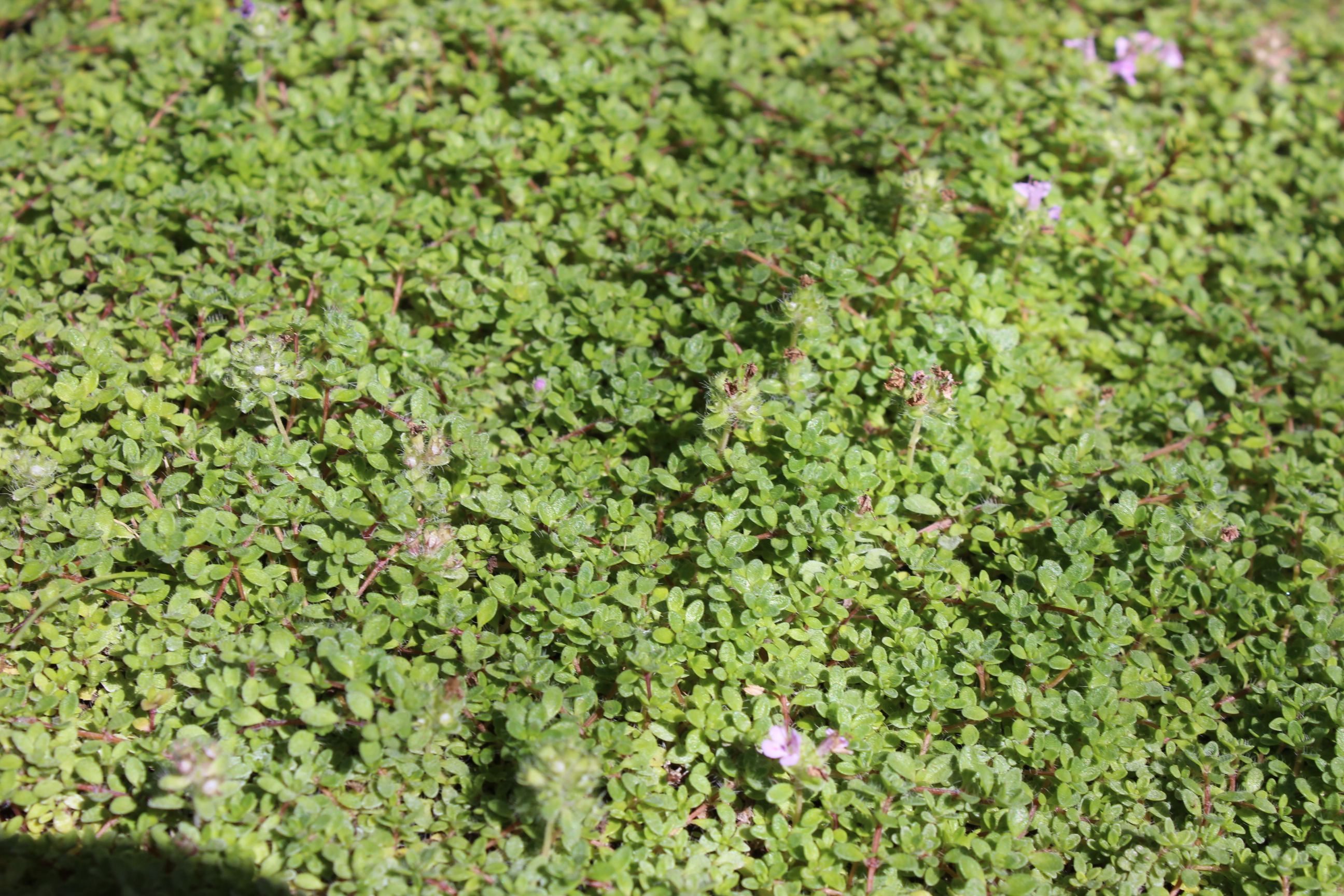 Thymus praecox minor, Zwergiger Thymian minor
