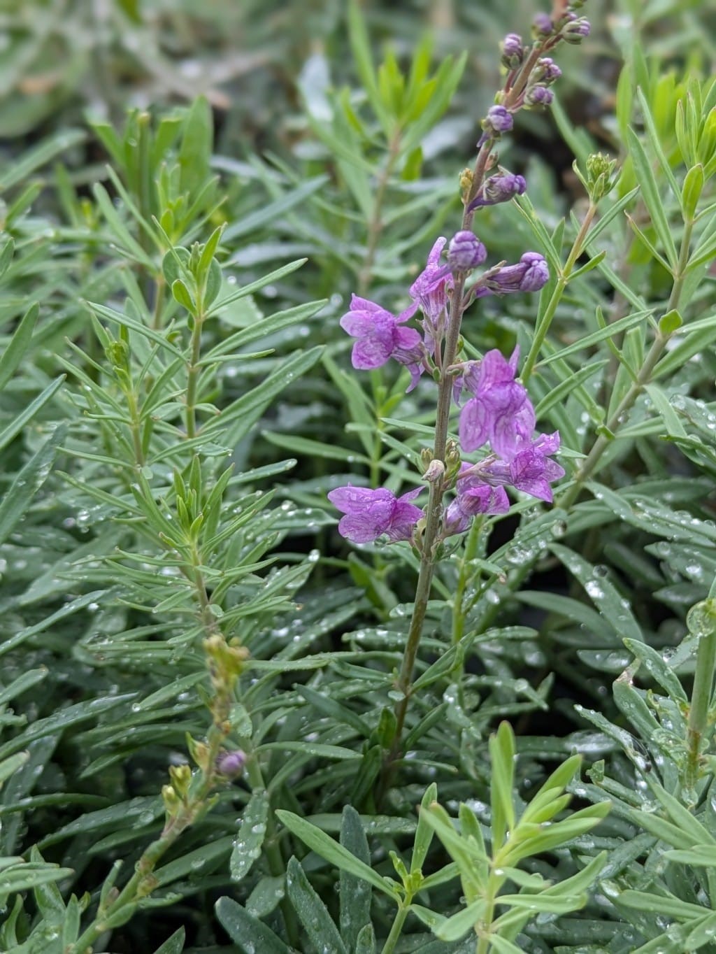 Linaria purpurea, Purpur-Fingerkraut