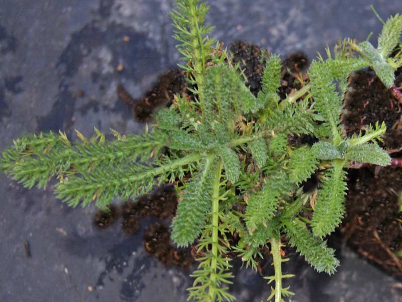 Achillea tomentosa, Teppichschafgarbe
