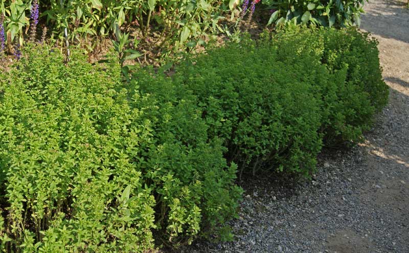 Origanum vulgare, wilder Majoran