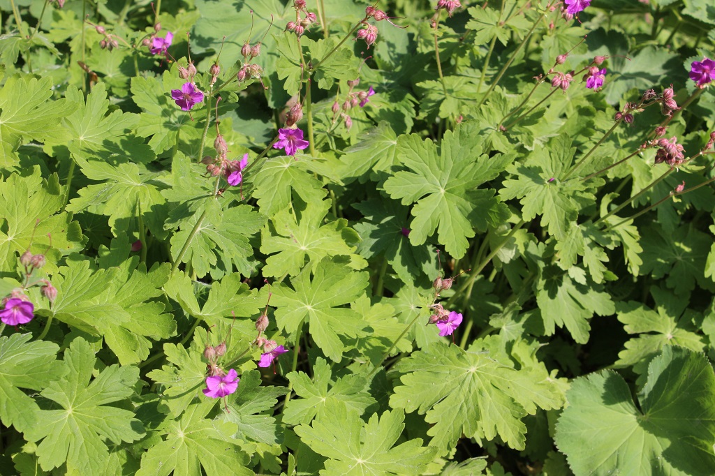 Geranium macrorrhizum , Balkan-Storchschnabel