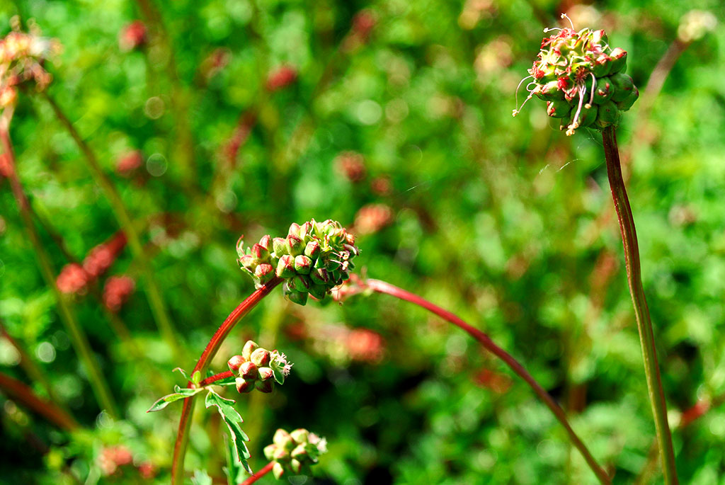 Sanguisorba minor, Pimpinelle