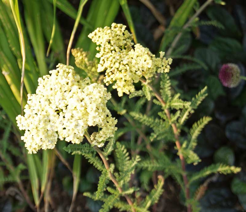 Achillea millefolium, Schafgarbe