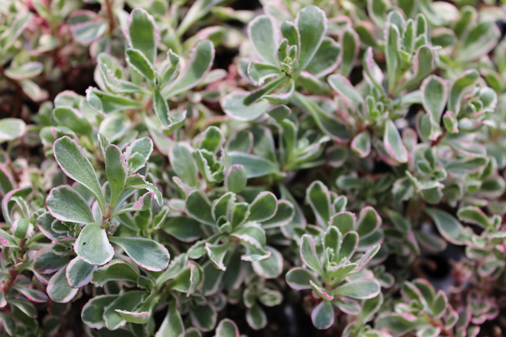 Sedum spurium tricolor - Teppichsedum