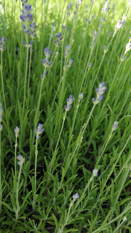 Lavandula angustifolia, Echter Lavendel