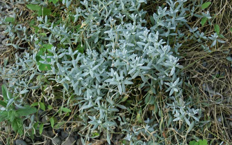 cerastium-tomentosa-silberkraut-bambuswald2 Cerastium tomentosum, Silberkraut