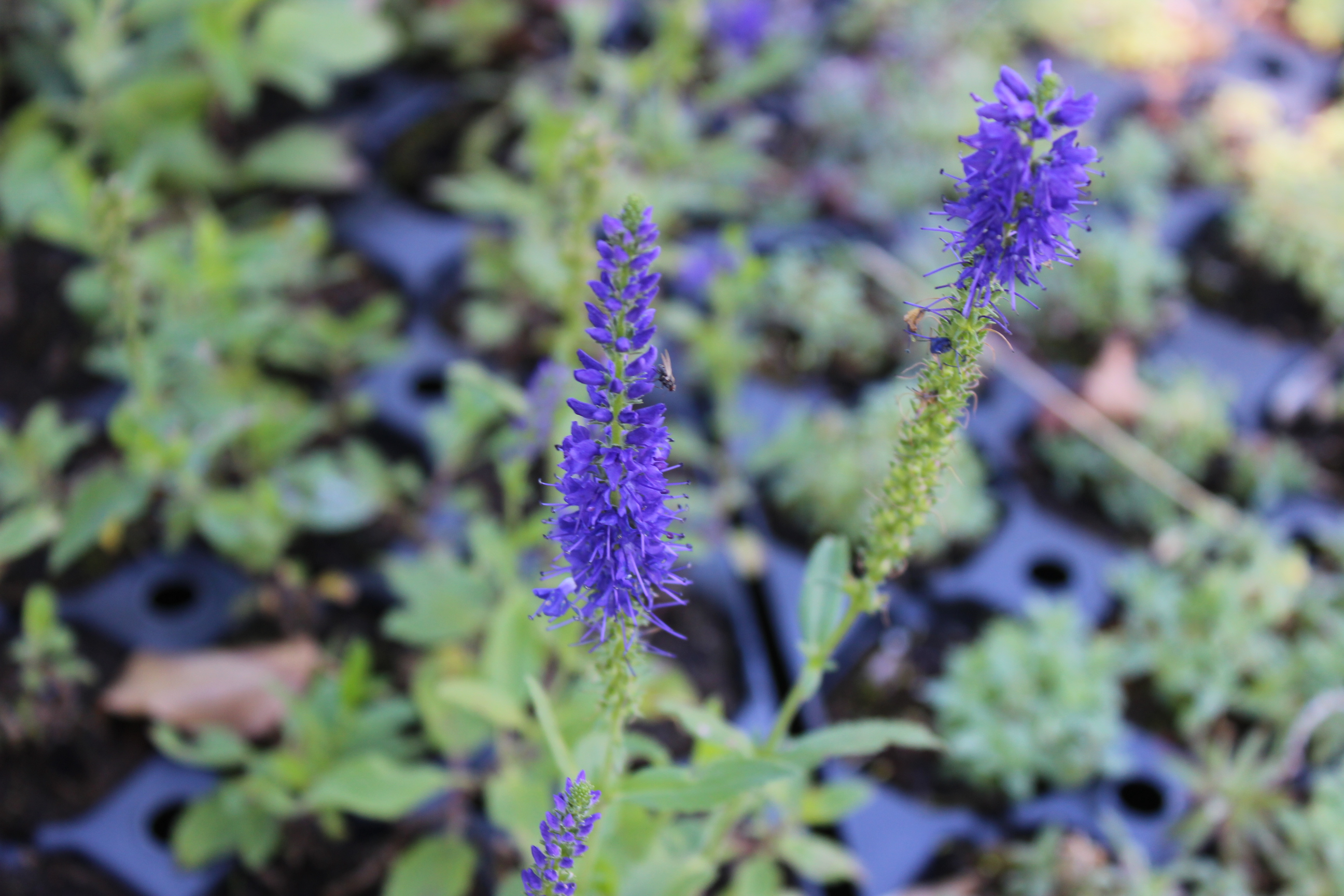 Veronica spicata, Ähriger Ehrenpreis