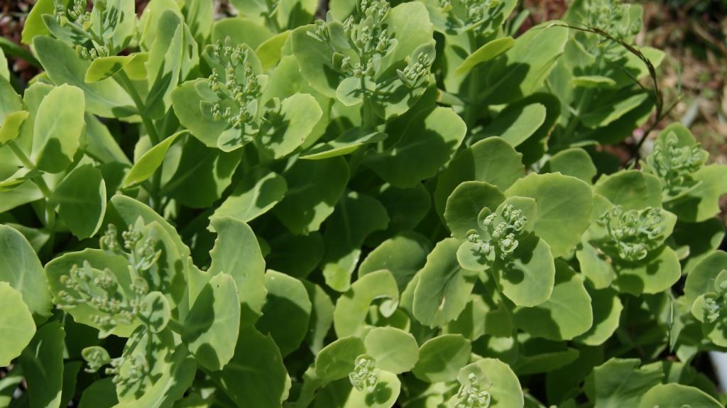 sedum-telefium Hylotelephium Herbstfreude, Hohes-Fettblatt