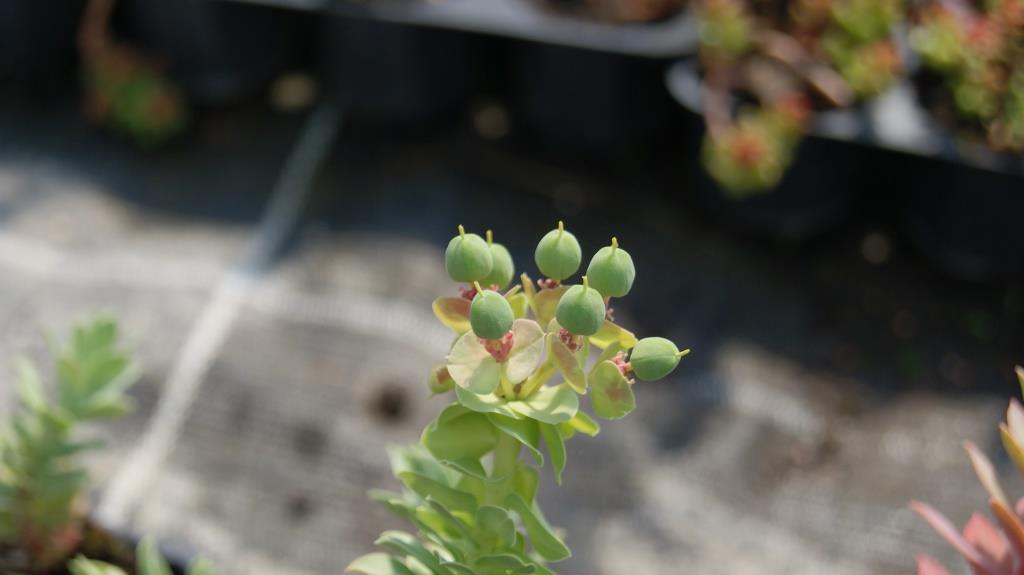 Euphorbia myrsinites, Walzenwolfsmilch