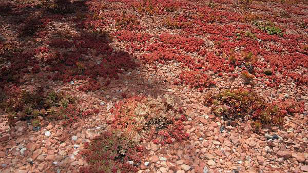 Sedum album Coral Carpet, Rotmoos Mauerpfeffer