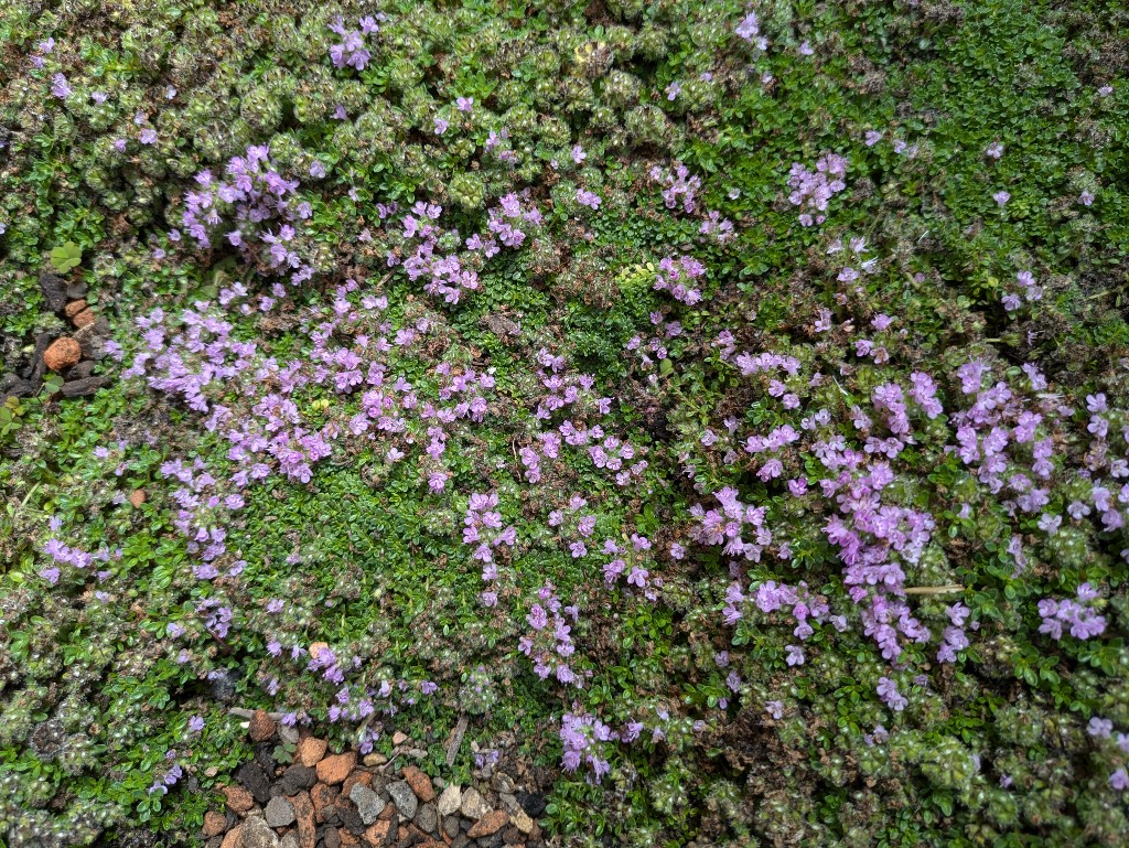 Pflanzteppich-Thymus-praecox2 Pflanzenteppiche Stauden