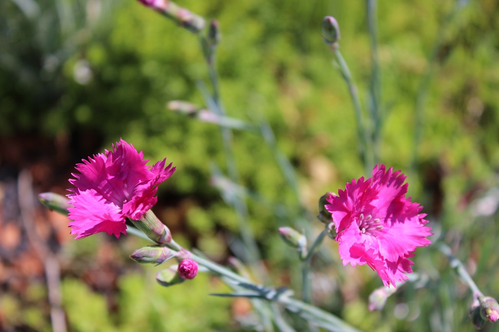 Dianthus plumarius, Federnelke