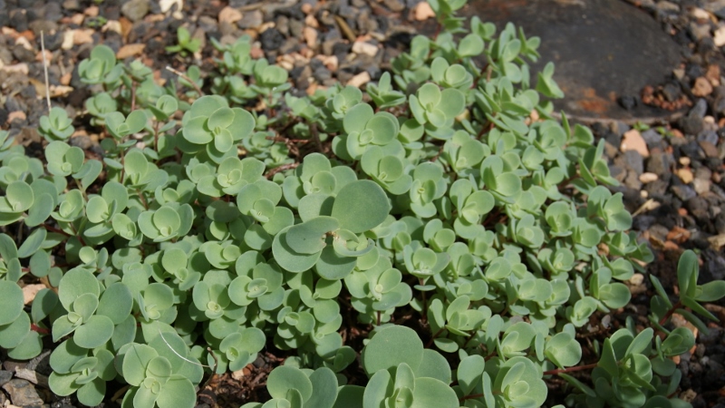 Sedum ewersii, Himalaja-Fettblatt
