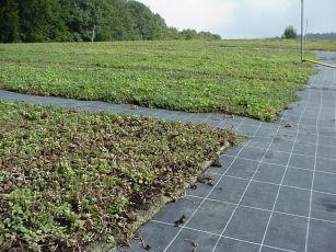 Vegetationsmatte, Sedumteppich