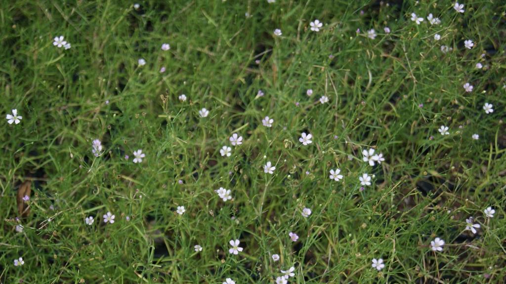 Petrorhagia saxifraga, Felsennelke