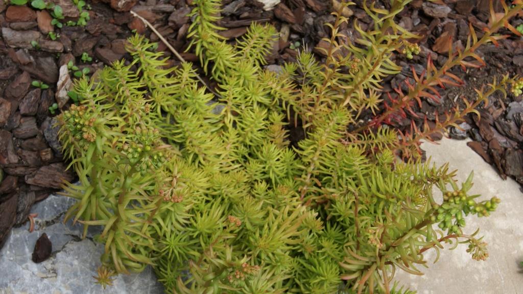 Sedum rupestre, Felsen-Fetthenne