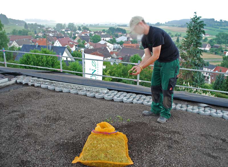 sedumsprossen-ausbringung-dachgarten24