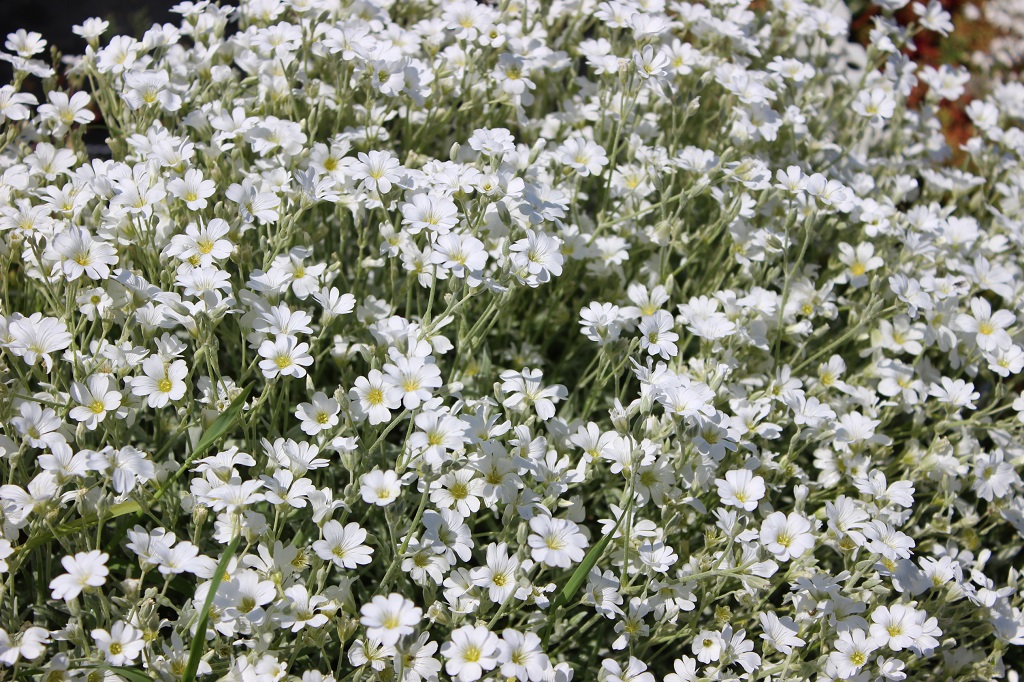 Cerastium-tom Cerastium tomentosum, Silberkraut