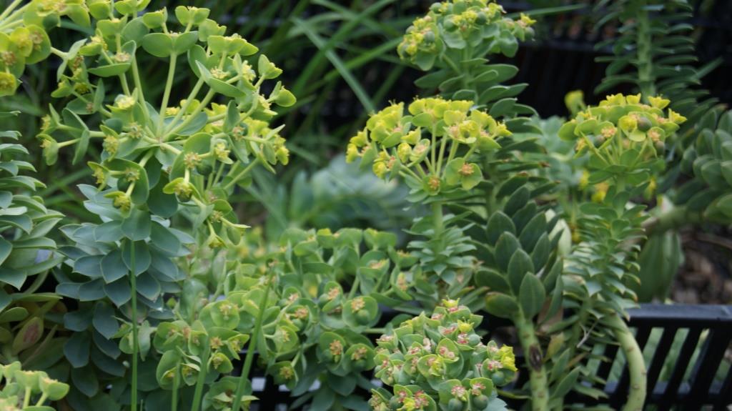 Euphorbia myrsinites, Walzenwolfsmilch