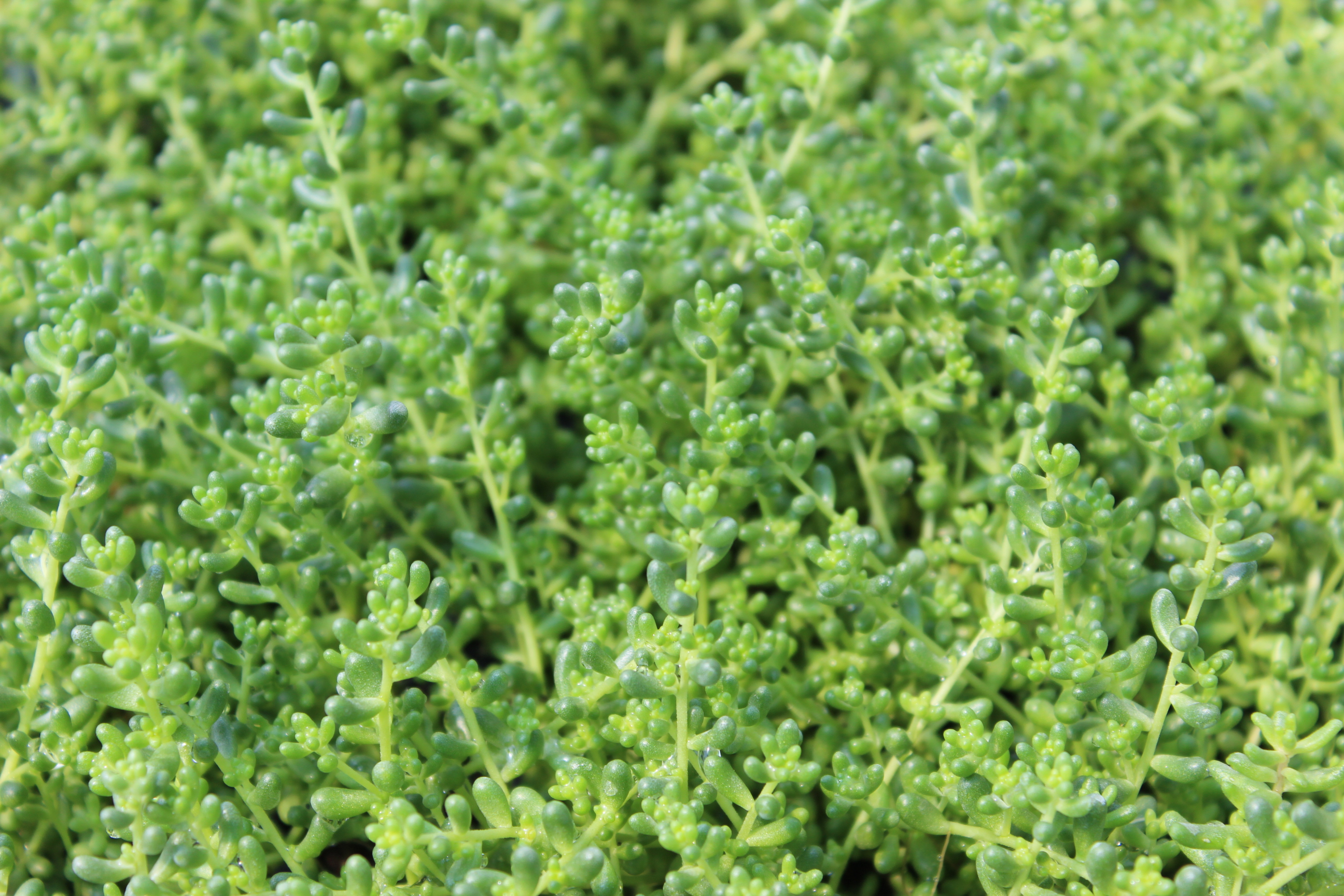 Sedum album micranthum, Kleine weiße Fetthenne