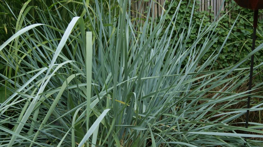 Elymus arenarius, Magellan-Blaugras