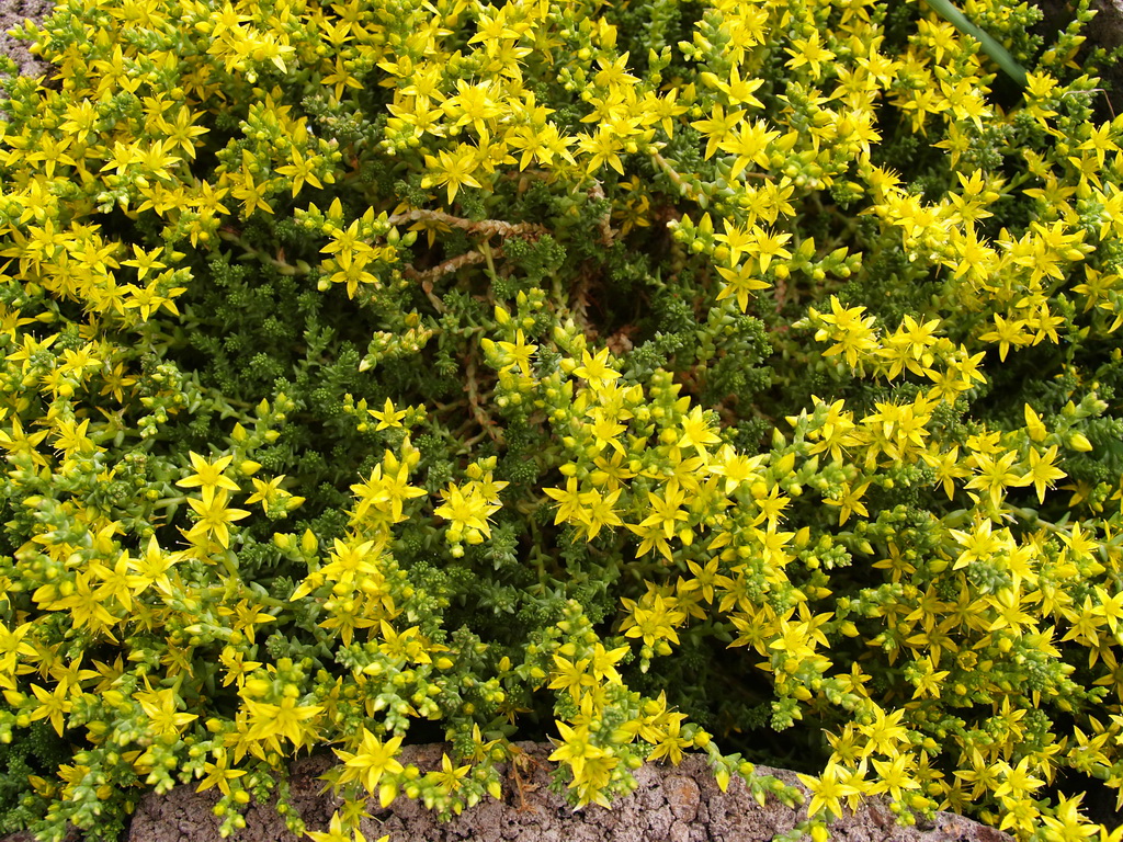 Sedum acre, Scharfer Mauerpfeffer