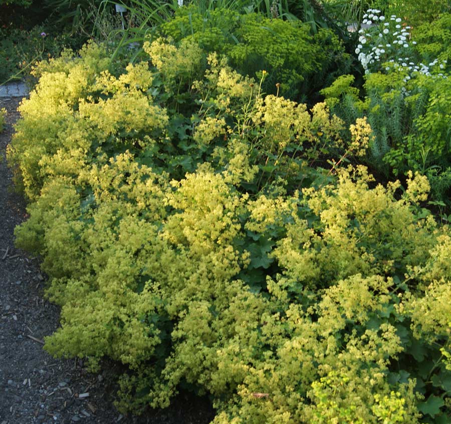 Alchemilla mollis, Weicher Frauenmantel