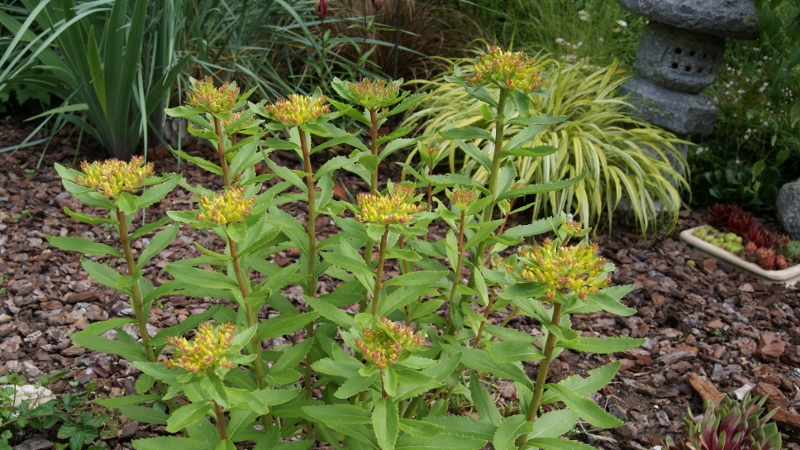 Sedum aizoon, Goldsedum