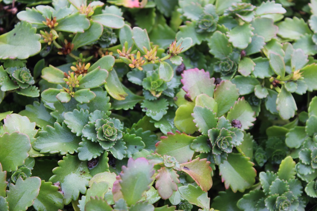 Sedum kamtschaticum, Kamtschatka-Sedum