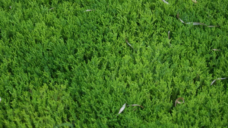 Sedum sexangulare, Milder Mauerpfeffer