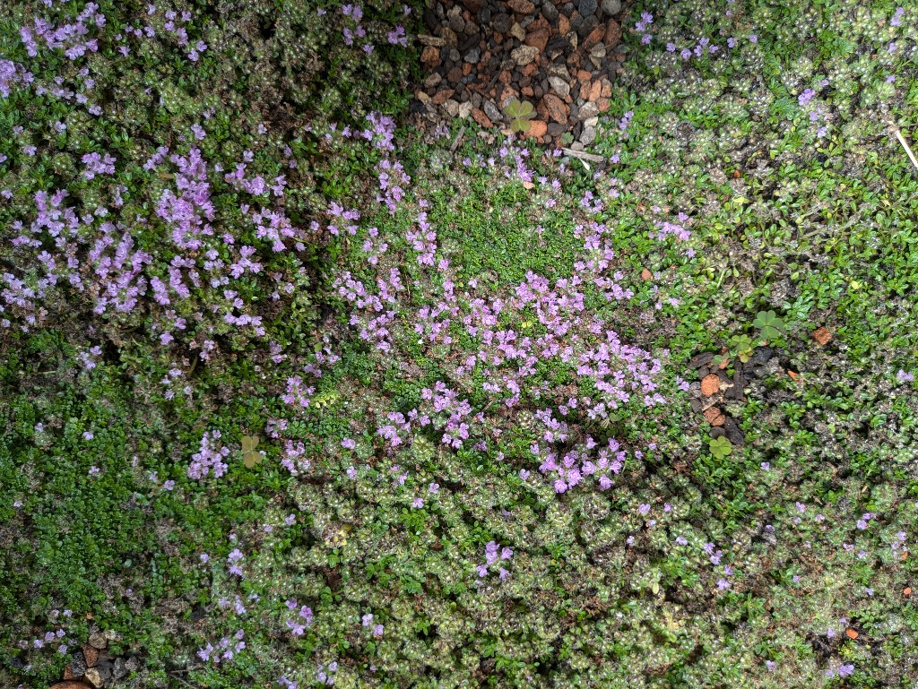 Pflanzteppich-Thymus-praecox4 Pflanzenteppiche Stauden